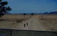 Auf Pad mit Konny - Warzenschweine als Garde zur Wasserstelle Hotsas