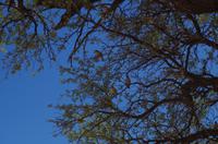 Wasserstelle Hotsas - Schattenbaum mit Beobachter