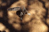 Wasserstelle Hotsas - Erdhörnchen