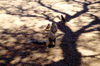 Wasserstelle Hotsas - Erdhörnchen oder -männchen?