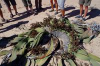 Welwitschia mirabilis - männlich