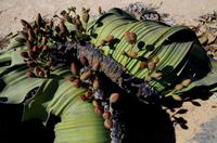 Welwitschia mirabilis - weiblich