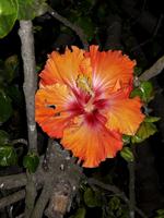 Hansa Hotel - Nachtschattengewächs, grins