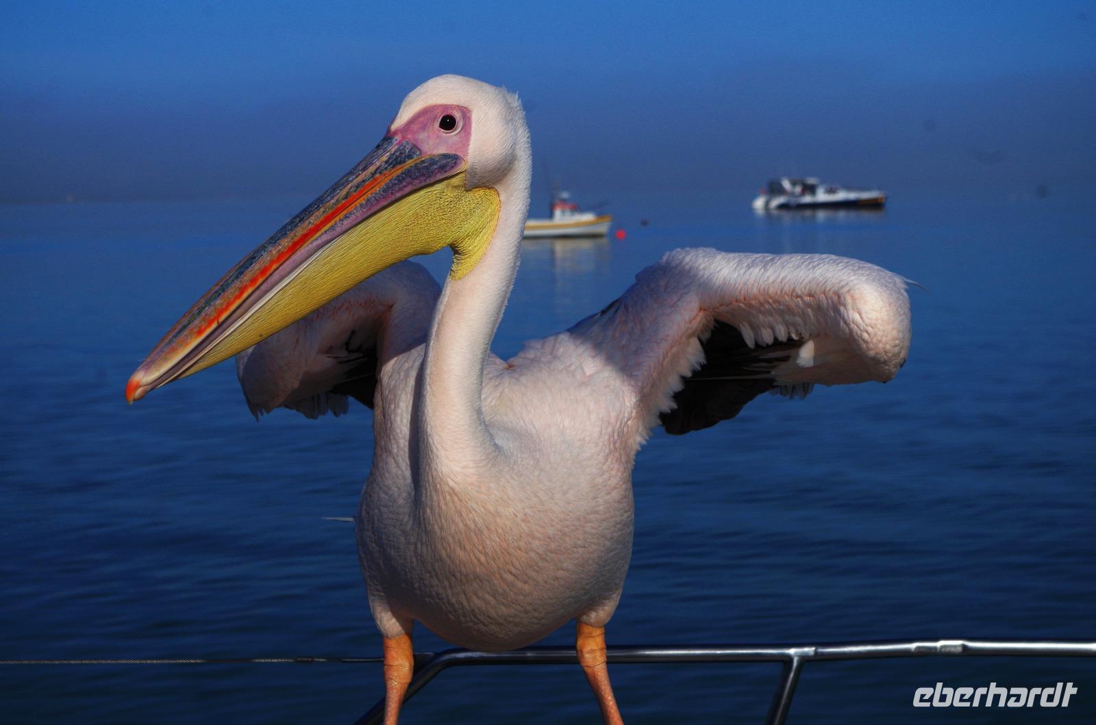 Walvis Bay - Lagunenfahrt mit der Air Namibia
