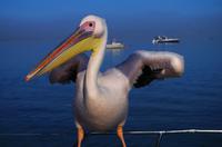 Walvis Bay - Lagunenfahrt mit der Air Namibia