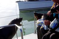 lautstarke Pelzrobben unter sich