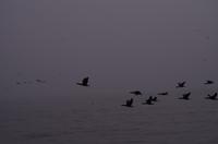 Walvis Bay - Lagunenfahrt - Vogelzug