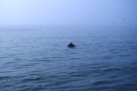 Walvis Bay - Lagunenfahrt - Da-Da-Delphine