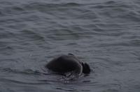 Walvis Bay - Lagunenfahrt - Robbe beim Yoga