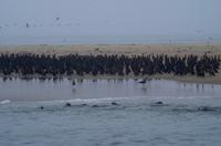 Walvis Bay - Lagunenfahrt - Komorane