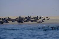 Walvis Bay - Lagunenfahrt - Pelzrobben