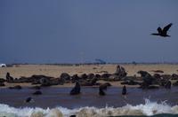 Walvis Bay - Lagunenfahrt - Pelzrobben