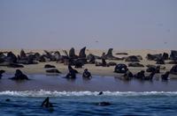 Walvis Bay - Lagunenfahrt - Pelzrobben