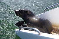 Walvis Bay - Lagunenfahrt - Pelzrobbe an Bord