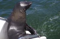 Walvis Bay - Lagunenfahrt - Pelzrobbe an Bord
