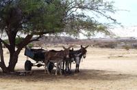 Auf Pad mit Konny - Kalahari Ferrari in Uis