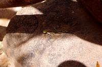 Twyfelfontein - Felsenagame