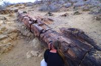 Versteinerter Wald zum Fotografieren