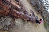Versteinerter Wald zum Fotografieren