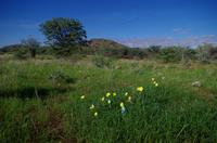 Auf Pad mit Konny - Osterwiese in Namibia