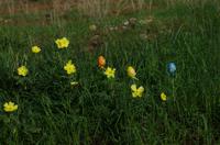 Auf Pad mit Konny - Osterwiese in Namibia
