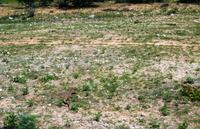 Auf Pad mit Konny - Waran