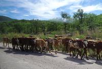 Ausflug ins Kaokoveld zu den Himbas