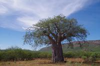 Ausflug ins Kaokoveld  - Baobab am Wegesrand