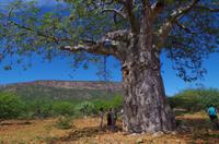 Ausflug ins Kaokoveld  - Baobab am Wegesrand
