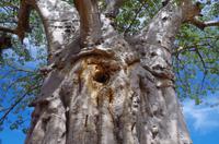Baobab am Wegesrand - leeres Bienennest
