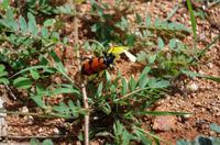 Flora und Fauna im Kaokoveld