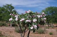 Kaokoveld - Pfeilgiftstrauch