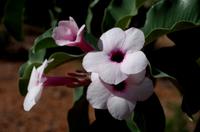 Kaokoveld - Pfeilgiftstrauch