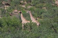 Auf Pad mit Konny - Giraffen