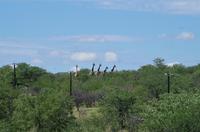 Auf Pad mit Konny - Giraffen