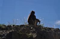 Auf Pad mit Konny - Aufseher Pavian