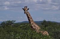 Etosha Nationalpark - neugierige Giraffendame