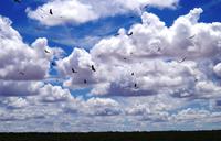 Etosha Nationalpark - Geier am Himmel