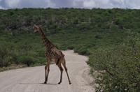 Etosha Nationalpark - Giraffe