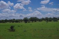 Etosha Nationalpark - grün, grüner...