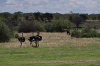 Etosha Nationalpark - ein Strauß Sträuße