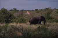 Etosha Nationalpark - endlich ein Elefant