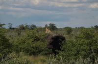 Etosha Nationalpark - Elefant