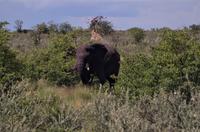 Etosha Nationalpark - Elefant