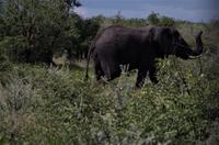 Etosha Nationalpark - Elefant