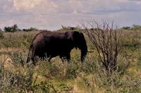 Etosha Nationalpark - Elefant