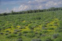 Etosha Nationalpark - Wahnsinn, grün mit Blümchen