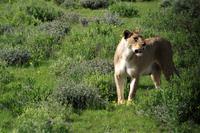 Etosha Nationalpark - Löwendame auf Blümchenwiese