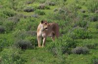 Etosha Nationalpark - Löwendame auf Blümchenwiese