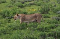 Etosha Nationalpark - Löwendame auf Blümchenwiese